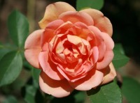 Lady of Shalott2
