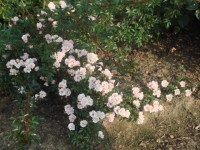 DSC04031