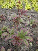 Rodgersia henrici Cherry Blush