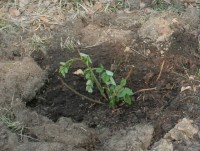 роза