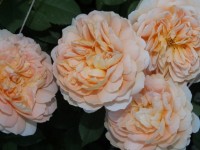 DSCF1728