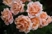 Ruffle s Dream  12