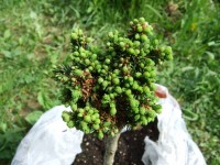 Picea abies  Wichtel