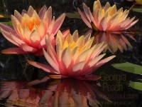 67e8dc12c1b895de50df66a8d830690d