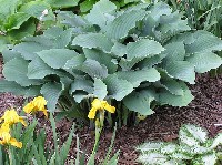 Hosta fortunei Krossa Regal full