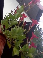 неизвестный цветок1