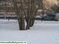 букет берез