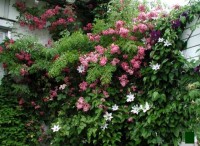 Clematis Snow Queen с шикарной розой