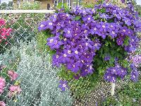 Синее Пламя