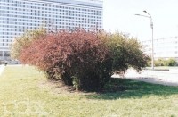 барбарисы