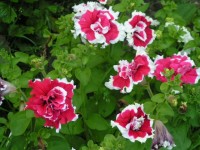 Петуньки у веранды 2