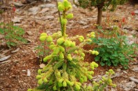Picea abies Gold Drift  2
