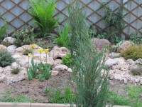 хвойнятник 3  кон  мая