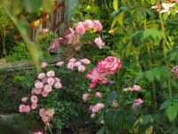 Императрица на фоне Sommerwind