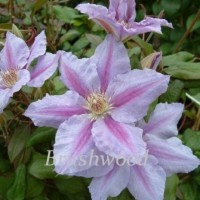 clematis sealand gem