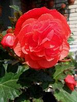 Клубневая бегония Opium Red