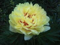 DSC 1522