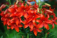 0 68ff7 27c464ac  1 L