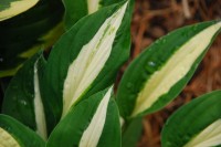 Hosta Risky Business