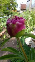 2013 07 04 0309