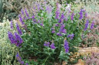 Penstemon glaber jpg1