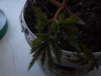 фото из фотика 226