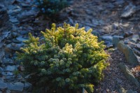 Picea omorika Peve Tjin