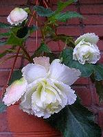 Клубневая бегония Opium White