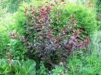 prunus cistena
