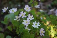Anemonella thalictroides Baby JP