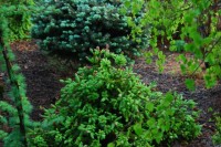 Picea abies acrocona Pusch