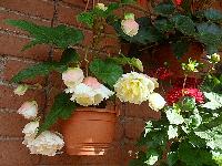 Клубневая бегония Opium White