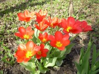 тюльпаны шекспир Лов сонг