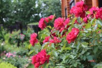 IMG 7915