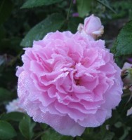 The Mayflowers