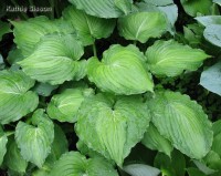 hosta piecrust promise LRG