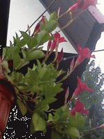 неизв цветок