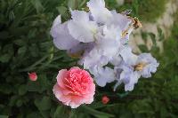 Ingwer J  Jensen Rose