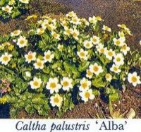 Caltha palustris alba2