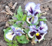 Изображение 043