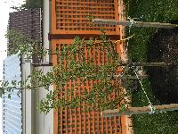 моя новая груша