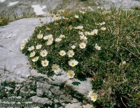 Dryas octopetala