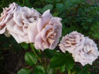 P1050138