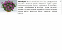 Пеларгония Аметист