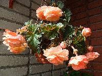 Клубневая бегония Splendide Apricot