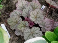 гейхера Morning Star2