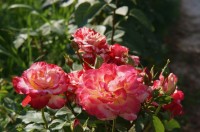 DSC05940