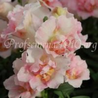 sm Twinny Appleblossom