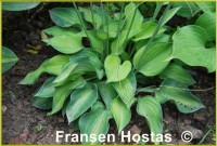 Hosta Tick Tock