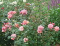 DSC08007